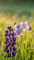 Purple wildflowers blooming in sunny meadow with soft bokeh background creating peaceful spring garden atmosphere for nature and wellness concepts.