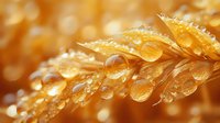 Macro photography of golden wheat ears covered in morning dew drops, creating natural bokeh effect in warm sunlight. Agricultural harvest background.