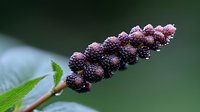 Ripe dark purple pokeweed berries on stem with morning dew drops against blurred green background, toxic wild plant in natural environment.