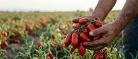 Farmer hands holding fresh ripe red tomatoes in agricultural field during harvest season for organic farming and healthy food production.
