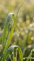 Fresh green grass blades covered with morning dew drops against soft bokeh background for nature and wellness concepts.