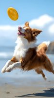 Energetic Border Collie dog jumping to catch flying disc on beach against blue sky and ocean. Active pet playing outdoors on sandy coastline.