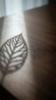 Leaf shadow cast on wooden floor with natural sunlight creating botanical pattern for interior design and architectural visualization projects.