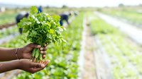 Farmer holding fresh harvested parsley bunch in hand over cultivated field with workers and irrigation rows in background for agriculture and organic farming concepts.