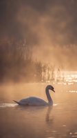Elegant white swan swimming peacefully on misty lake during golden sunrise with warm atmospheric lighting and soft reflections on water surface.