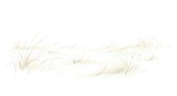 Minimalist beige grass tufts and botanical elements isolated on white background for nature design projects and organic branding materials.