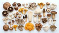 Assorted fresh mushroom varieties including shiitake, oyster, chanterelle, and porcini arranged on white background for culinary and cooking projects.