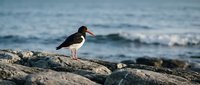 Oystercatcher bird standing on rocky coastline with ocean waves in background during golden hour light for wildlife and nature photography projects.