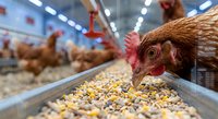 Brown hen eating grain feed in modern poultry farm with automated feeding system. Commercial chicken agriculture and livestock farming industry concept.