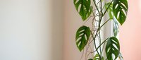 Climbing plant with green heart-shaped leaves and thin stems against soft neutral wall background, suitable for interior design, home decor, and botanical content projects.