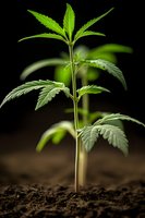 Young cannabis seedling growing in dark soil, showing detailed leaf structure and vibrant green color against black background. For botanical and agricultural content.