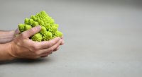 Hands holding fresh green romanesco broccoli with fractal florets on neutral background, suitable for healthy eating and organic food content.