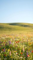 Colorful wildflower meadow with purple lupines and red poppies blooming in rolling countryside under clear blue sky for nature backgrounds and spring concepts.
