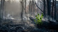 Green fern sprouting from charred log in burned forest showing nature's resilience and regeneration after wildfire destruction with smoky atmosphere.