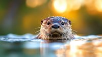 Adorable river otter swimming in calm water with warm golden sunset light creating magical bokeh background reflections on surface.