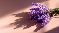 Fresh lavender bouquet with dramatic shadow on peachy pink background, aromatic purple flowers in natural sunlight for spa, wellness and aromatherapy designs.