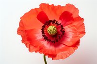 Vibrant coral-red poppy flower with dark center and delicate ruffled petals against light background, macro botanical photography showing intricate natural details.
