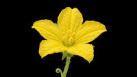 Bright yellow squash blossom isolated on transparent background, ready for stickers, t-shirt design, print on demand, sublimation, and clipart projects.