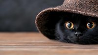 Black cat with bright yellow eyes peeking out from under brown knitted hat, close-up portrait on wooden surface with blurred background.