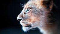 Dramatic side profile of lioness head with glowing blue eyes against dark background, illuminated whiskers and facial features create mystical atmosphere.
