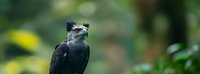 Majestic harpy eagle with dark feathers perched against blurred green forest background, displaying powerful beak and distinctive head feathers in panoramic composition.