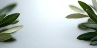 Fresh olive or bay leaves frame creating natural border on white background, copy space in center for text or design elements. Minimalist botanical layout.