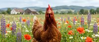 Brown hen standing in colorful wildflower meadow with red poppies and purple lupines, rural countryside background with houses and mountains.