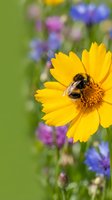 Bumblebee collecting pollen from bright yellow daisy flower in summer garden with blurred wildflowers background. Nature and pollination.