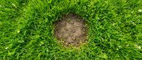 Circular bare soil patch surrounded by lush green grass creating natural ring pattern in lawn for landscaping and gardening concepts.