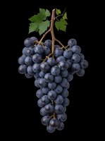 Dark blue grape bunch with stem and green leaves isolated on transparent background, ready for clipart, t-shirt design, stickers, print-on-demand, and sublimation projects.