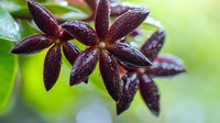 Dark burgundy star-shaped flowers with water droplets on petals against soft green bokeh background, creating fresh natural macro photography effect.