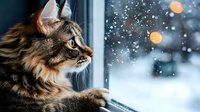 Curious Maine Coon cat watching snowfall through window, side profile with fluffy fur and amber eyes against winter landscape with bokeh lights in background.