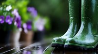 Green rubber rain boots with water drops on dark wet surface against blurred garden background with purple flowers in soft focus. Rainy day gardening concept.