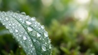 Fresh green leaf covered with crystal clear water droplets after morning rain creating natural macro photography with soft bokeh background.
