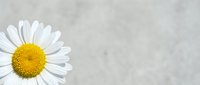 Single white daisy flower with bright yellow center on soft gray textured background with copy space for natural spring design projects.
