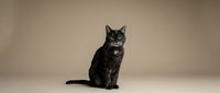 Young tabby kitten sitting upright on neutral background, alert expression with bright eyes. Studio portrait for pet care, veterinary or animal adoption.