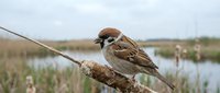 Small brown sparrow perched on a branch in a wetland marsh environment with water and reeds in the background, suitable for nature and wildlife content.
