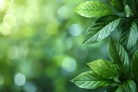 Fresh green leaves against blurred natural bokeh background with sunlight. Natural spring or summer foliage macro photography for environmental themes.