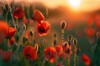Beautiful red poppies backlit by golden sunset creating dreamy atmosphere in meadow. Soft focus nature photography perfect for romantic cards, wall art and emotional storytelling.