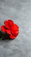 Vibrant red geranium flower on textured gray concrete background with copy space. Minimalist floral composition for greeting cards and romantic designs.