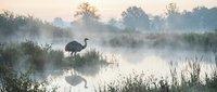 Misty morning landscape with heron silhouette reflected in calm water surrounded by wetland vegetation and trees creating serene natural atmosphere.