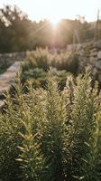 Fresh rosemary herbs growing in organic garden during golden hour sunset light for culinary cooking and natural aromatherapy applications.