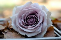 Soft purple rose bloom resting on weathered wooden surface with warm bokeh background creating romantic atmosphere for wedding or love themes.