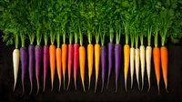 Fresh organic rainbow carrots in vibrant colors of purple, orange, yellow, and white arranged in neat row on dark background, showing variety and natural beauty.