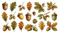 Isolated acorns and oak leaves in various stages of maturity with detailed botanical illustration style, perfect for design projects, educational materials, and seasonal compositions.