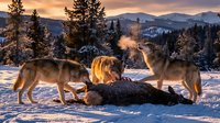 Pack of gray wolves feeding on prey carcass in snowy winter landscape at golden hour sunset with mountain forest backdrop for wildlife nature content.