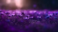 Delicate purple wildflowers in soft evening light with bokeh effect and dew drops creating magical atmosphere in meadow. Natural floral background for romantic designs.