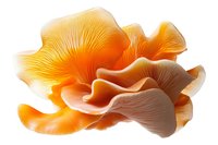Vibrant orange oyster mushroom cluster with delicate gills and wavy caps, isolated on white background for food photography, culinary design, and natural ingredient concepts.