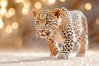 Majestic leopard walking on glittering snow surface against golden bokeh background, showcasing powerful feline grace and spotted coat pattern in winter setting.
