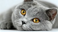 Gray British Shorthair cat with striking amber eyes lying down, close-up portrait showing soft fur texture and gentle expression for pet photography.